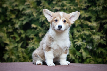 Welsh Corgi Pembroke puppy on a walk