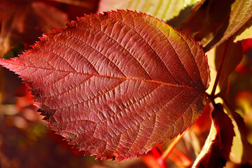 Red leaf on the bush in the autumn