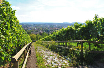 View Downhill of Cobbles Path through  German Vineyard
