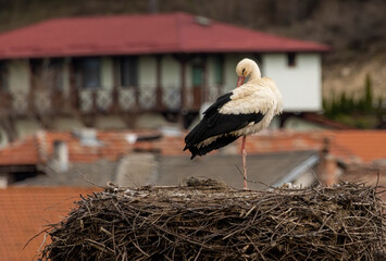 White Stork in nest with nice background