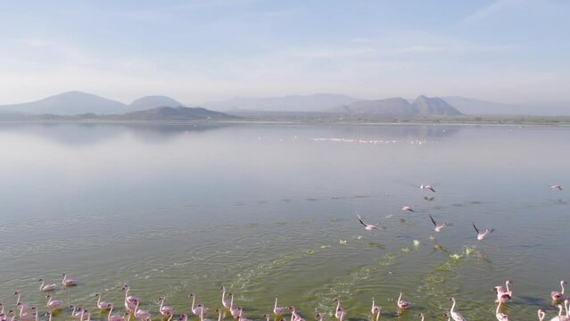 Flamingos in a lake aerial drone shot Kenya