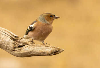 Common Chaffinch sitting on the ground