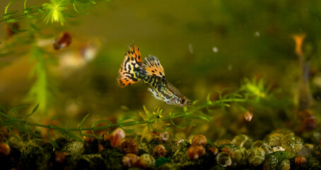 Male guppy in aquarium. Selective focus with shallow depth of field. - 768634353