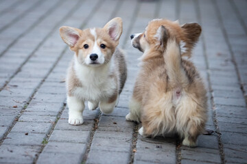 Welsh Corgi Pembroke puppy on a walk