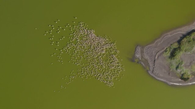 Drone shot of flamingos on Lake Elementaita, Kenya