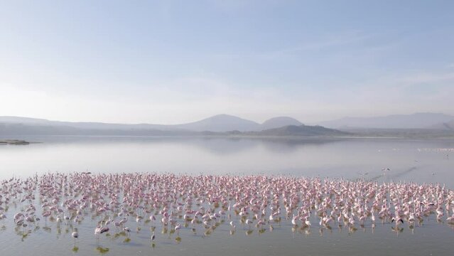 Drone shot of flamingos feeding in Lake elementaita Kenya