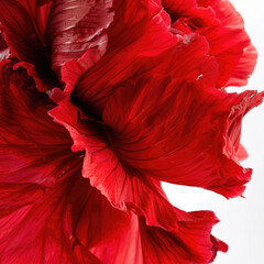 Closeup of a red flower isolated on a white background, featuring a big and shaggy appearance