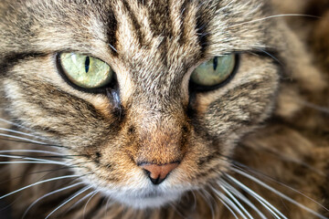 Zoomed Portrait of Beautiful Multicolored Cat - Head Close-Up