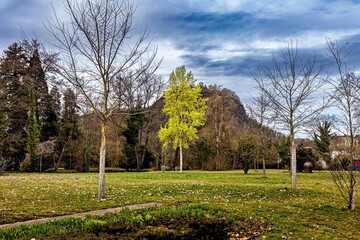 Frühling im Stadtgarten Singen mit Blick auf den Hohentwiel