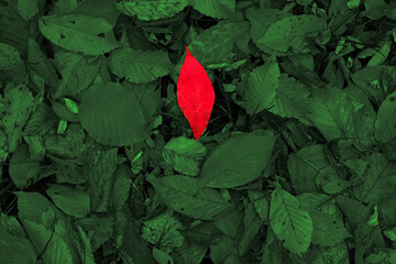Red leaf over green leaves. Autumn background