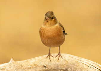 Common Chaffinch sitting on the ground
