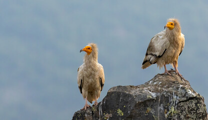 Egyptian vulture in natural habitat in Bulgaria