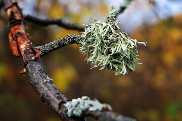 Lichen hypogymnia physodes on tree trunk. Close up. Selective focus