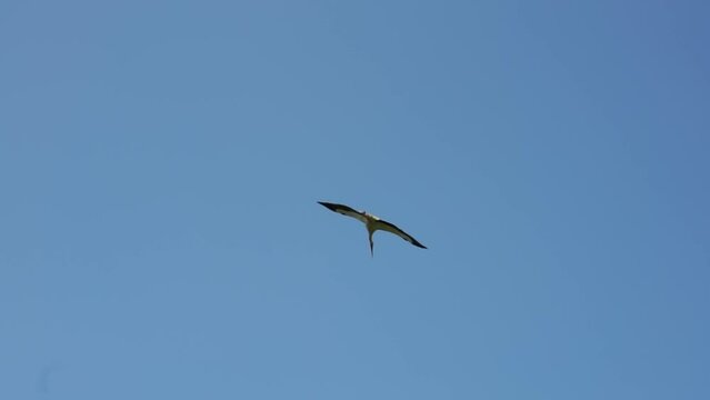 Flight of a stork against the background of a blue summer sky. Slow motion.