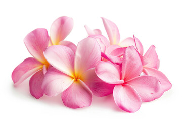 Obraz na płótnie Canvas Pink frangipani flowers on a white background