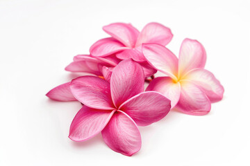 Pink frangipani flowers on a white background