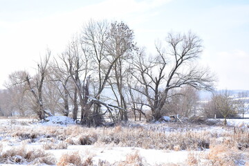 swamp trees in snow