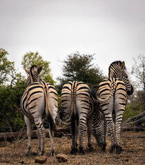 Zebra's in the wild in South Africa. Standing on grass in the sunshine while on safari.