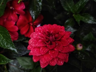 Dahlia pinnata or garden Dahlia in bloom 