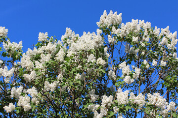 Branches of white lilac blossoms over blue sky