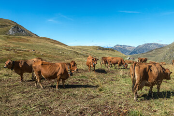 Paysage du Beaufortain en été ,troupeau de vaches à l' alpage ,  Lac de Presset, Savoie , Alpes , France