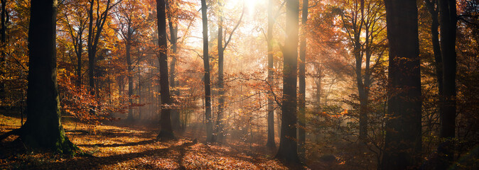 Pleasant autumn sunshine in the woods, a tranquil panorama view with the sun casting beautiful rays through the trees and uplifting the mood - 768643341