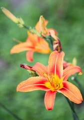 Tiger lily in front yard