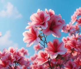 Zelfklevend Fotobehang ピンクのツツジと青空  © aqua214