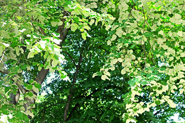 Foliage of linden tree (white leaves - back view of linden foliage) in the park
