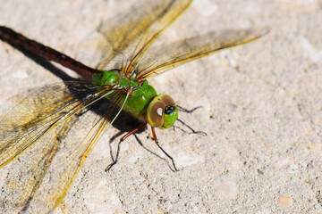 Green Darner Dragonfly