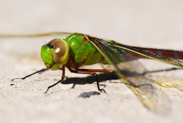 Green Darner Dragonfly