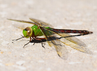 Green Darner Dragonfly