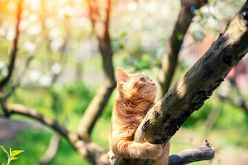 Funny red kitten sitting on a tree in the spring garden