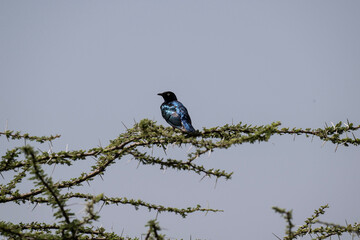 blue pearlescent beautiful bird in natural conditions on a spring sunny day in Kenya