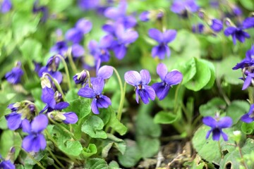 Viola odorata spring flowers, viola odorata background, soft focus, helios manual lens, swirly bokeh.