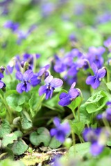 Fototapeta premium Viola odorata spring flowers, viola odorata background, soft focus, helios manual lens, swirly bokeh.