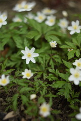 Wood anemone white flower on bokeh background, by Helios lens,spring garden view, wild spring flowers.