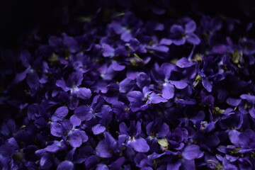 Viola flowers closeup, viola background, purple flowers background, dark mood,swirly bokeh, manual helios lens.