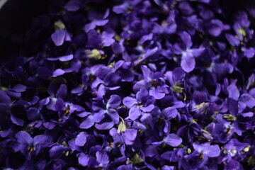 Viola flowers closeup, viola background, purple flowers background, swirly bokeh, manual helios lens, soft focus.