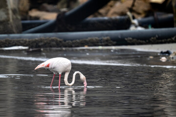 pink flamingos on a lake collecting food in natural conditions on a sunny spring day in Kenya