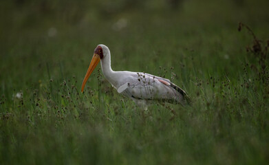 white egret with an orange beak in natural conditions on a sunny spring day in Kenya