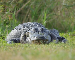Gorgeous Huge American Alligator Florida