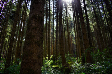 Light Through the Forest