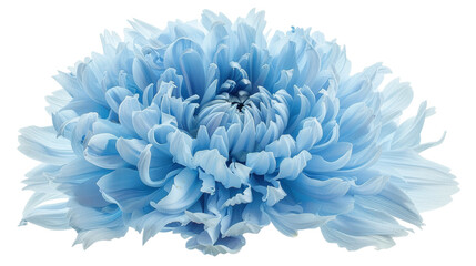 blue chrysanthemum isolated on white