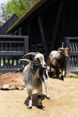 Farm with goats.  Agriculture. Animals.