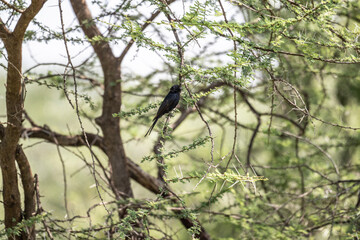 beautiful black bird with a long tail in natural conditions on a spring sunny day in Kenya