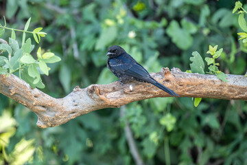 blue pearlescent beautiful bird in natural conditions on a spring sunny day in Kenya