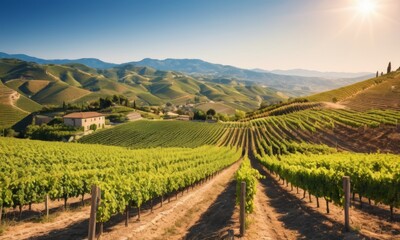 Lush vineyards bask in the golden sunshine, with rolling hills as a backdrop. The scene is ripe...