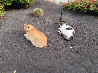 cat on the ground