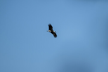 beautiful black bird in natural conditions on a sunny spring day in Kenya